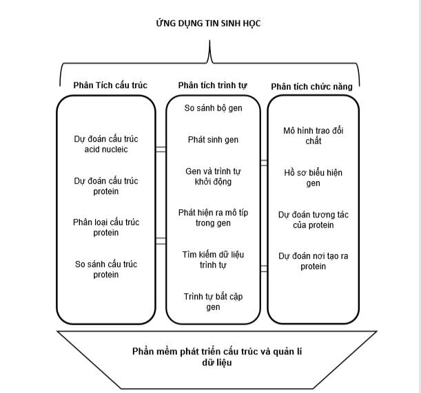 Hình 1.1: Tổng quan về các lĩnh vực khác nhau trong tin sinh học. Phát triển công cụ tính toán sinh học là nền tảng cho các lĩnh vực phân tích trong tin sinh. Ứng dụng của các công cụ nằm trong ba lĩnh vực: Phân tích trình tự, phân tích cấu trúc và phân tích chức năng. Những lĩnh vực phân tích có những sự liên quan với nhau và được biểu diễn  bằng các gạch nối giữa các vùng.