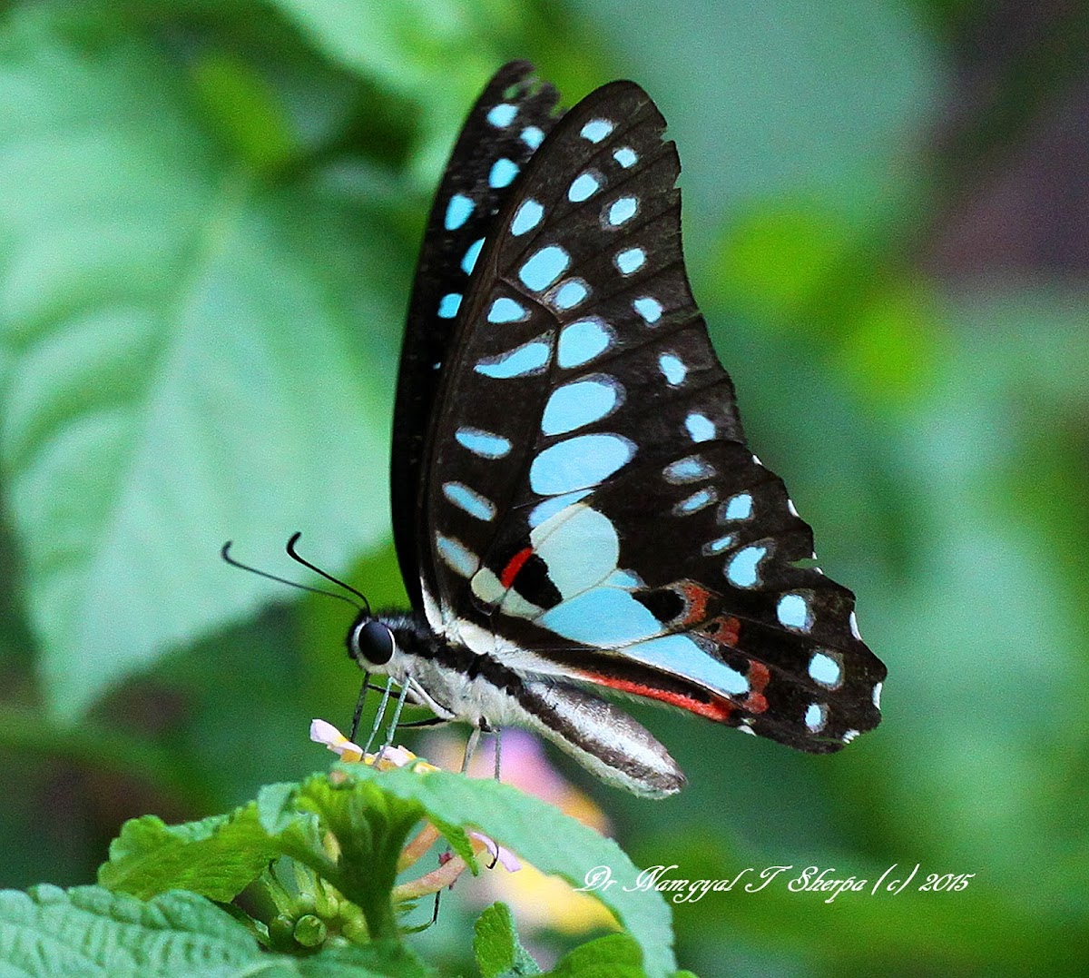 Common Jay