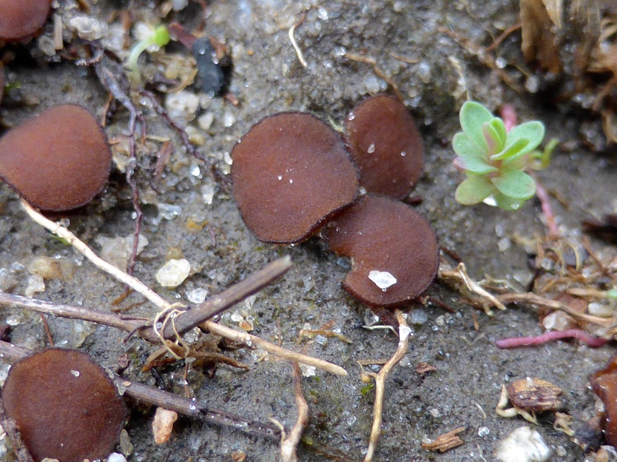 Brown Cup Fungus