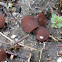 Brown Cup Fungus