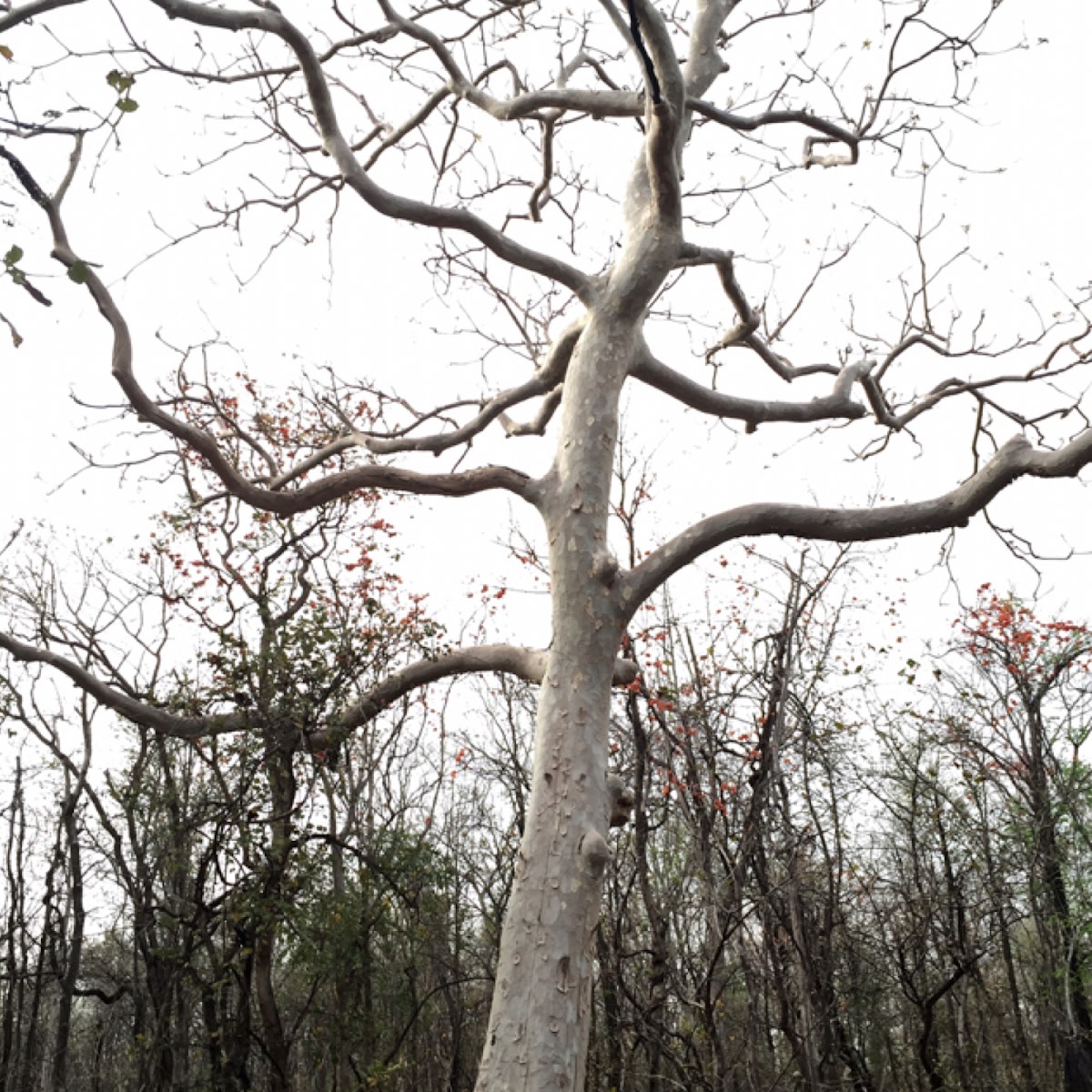 Kullu ("ghost tree")