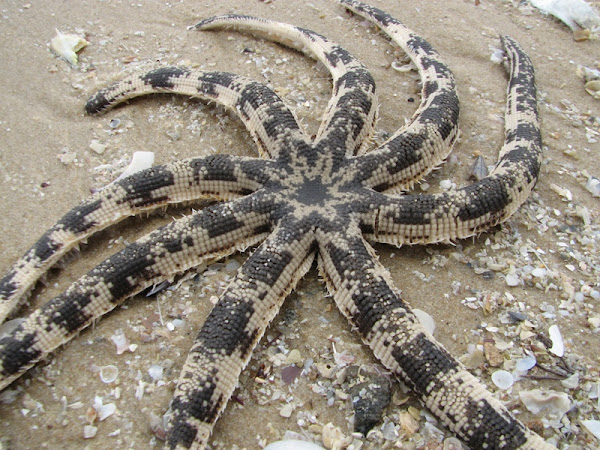 Luidia maculata - Eight-armed Sea Star - Taxo4254 - Wiki.nus