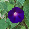 Tall Morning-glory