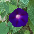 Tall Morning-glory