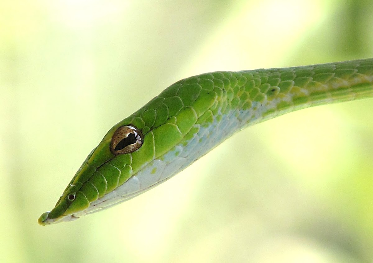 Green Vine Snake