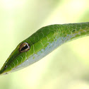 Green Vine Snake