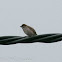 Tree Sparrow; Gorrión Molinero