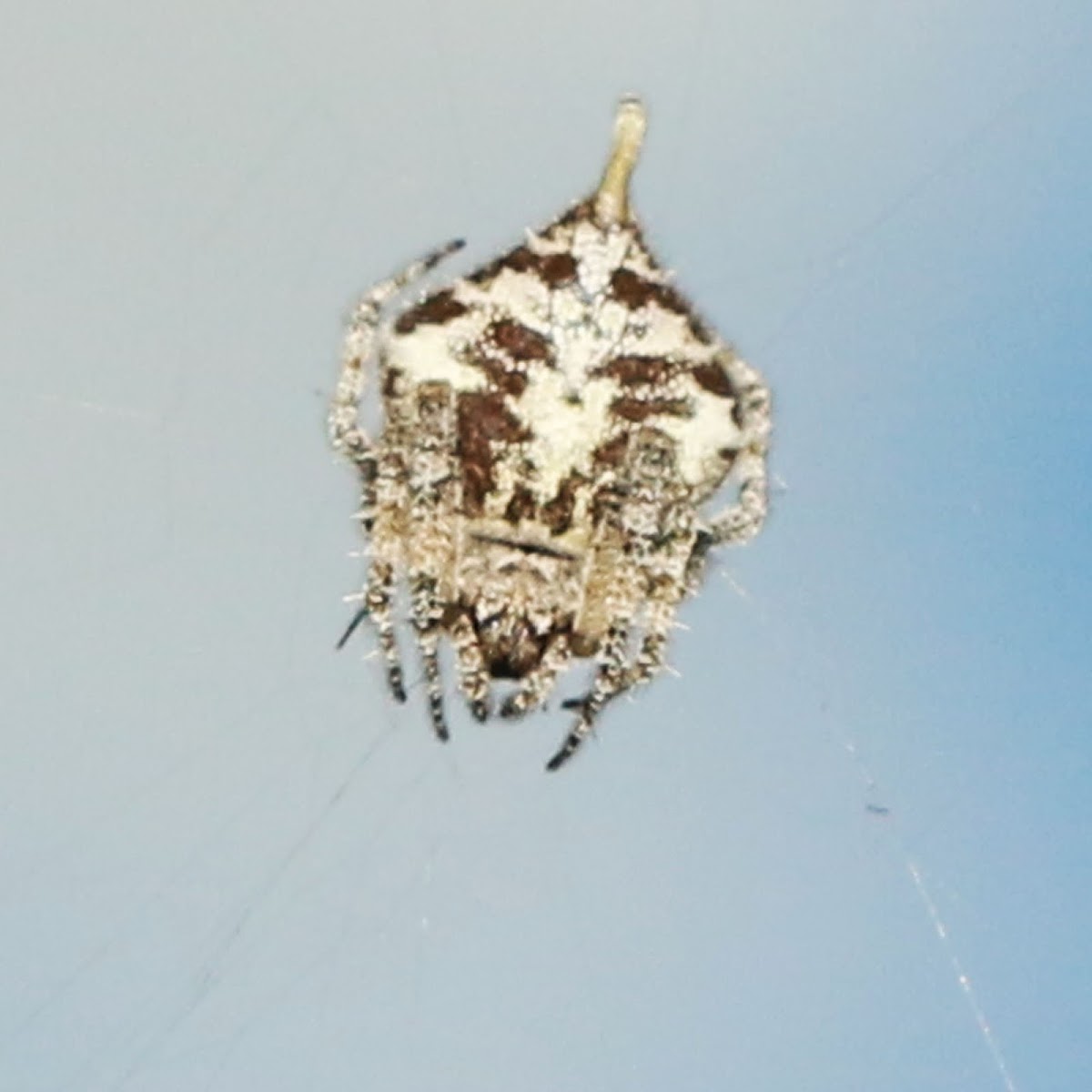 Tailed Garden Spider