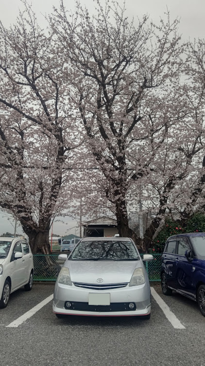 プリウスの桜とコラボ🌸・サクラと愛車・桜・ドライブ・桜とコラボに関するカスタム事例の投稿画像2枚目