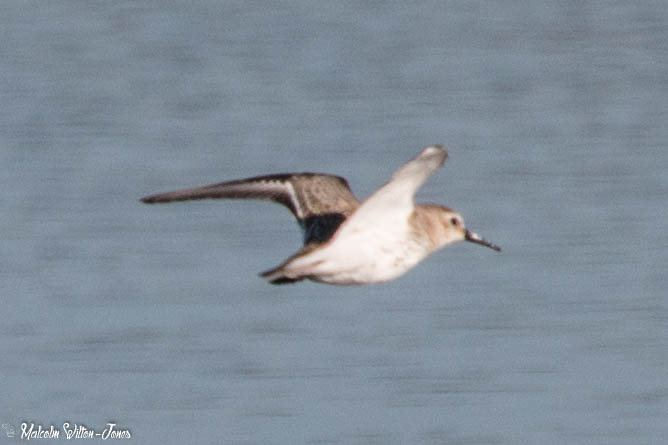 Dunlin; Correlimos Común