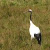 Red-crowned crane