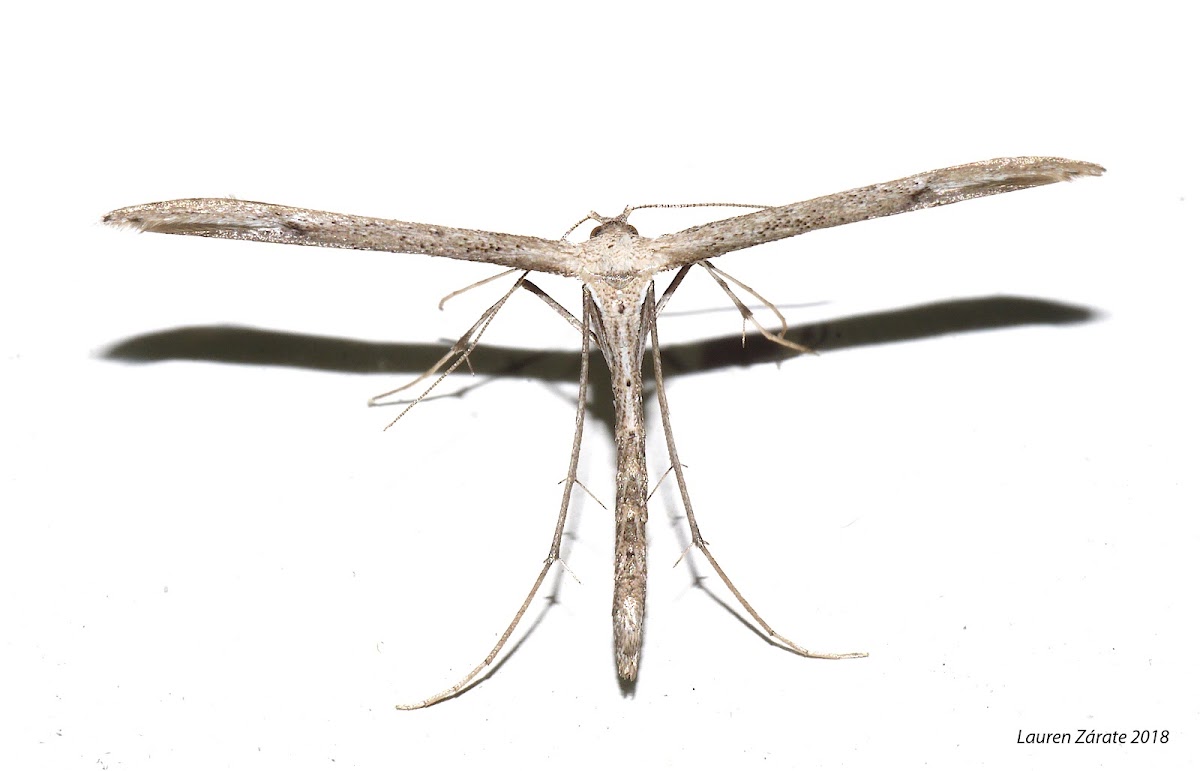 Plume Moth