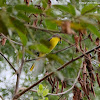 Scarlet Minivet 赤紅山椒鳥 female