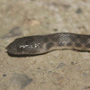 Shreve's Keelback Snake