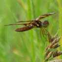 Eastern Amberwing female