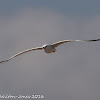 Audouin's Gull; Gaviota de Audouin