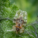 Lace Bug