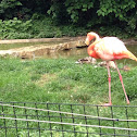 American Flamingo