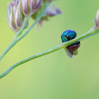 Cuckoo wasp