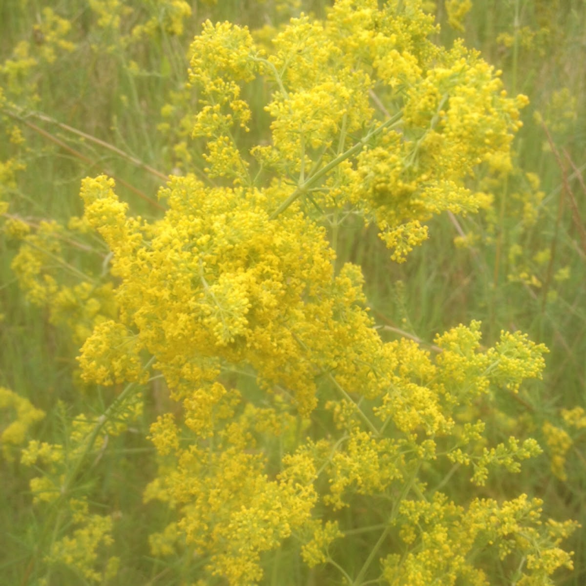 Lady's bedstraw