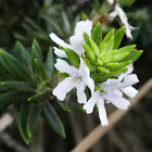 Coastal Rosemary