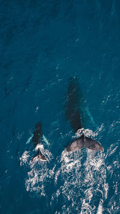 Marine documentaries(圖6)-速報App