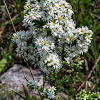 White Heath Aster