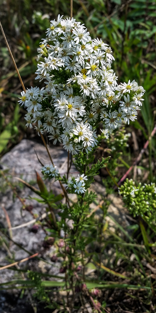 White Heath Aster