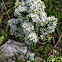 White Heath Aster