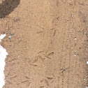 wild turkey tracks