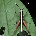 White-tipped Antenna Grasshopper