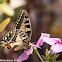 Swallowtail