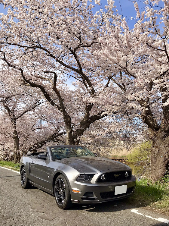 マスタング コンバーチブルのドライブ・マスタング・オープンカー・桜と愛車に関するカスタム事例の投稿画像2枚目