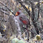 Desert Cardinal