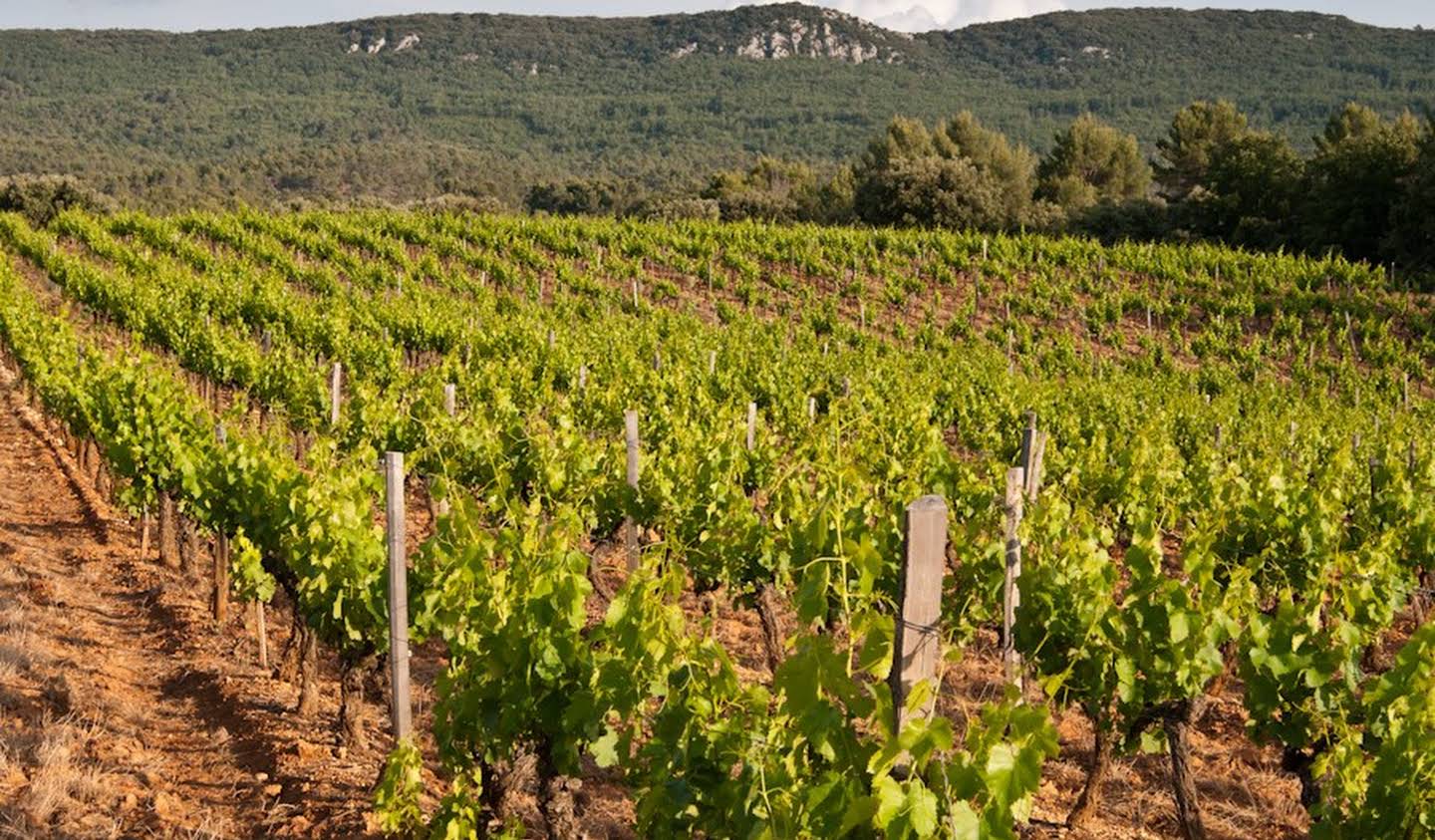 Vignoble avec piscine Aix-en-Provence