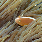 Pez payaso (Skunk clownfish)