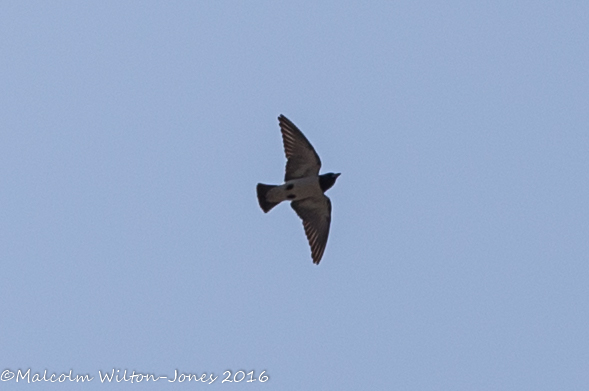 White-breasted Woodswallow