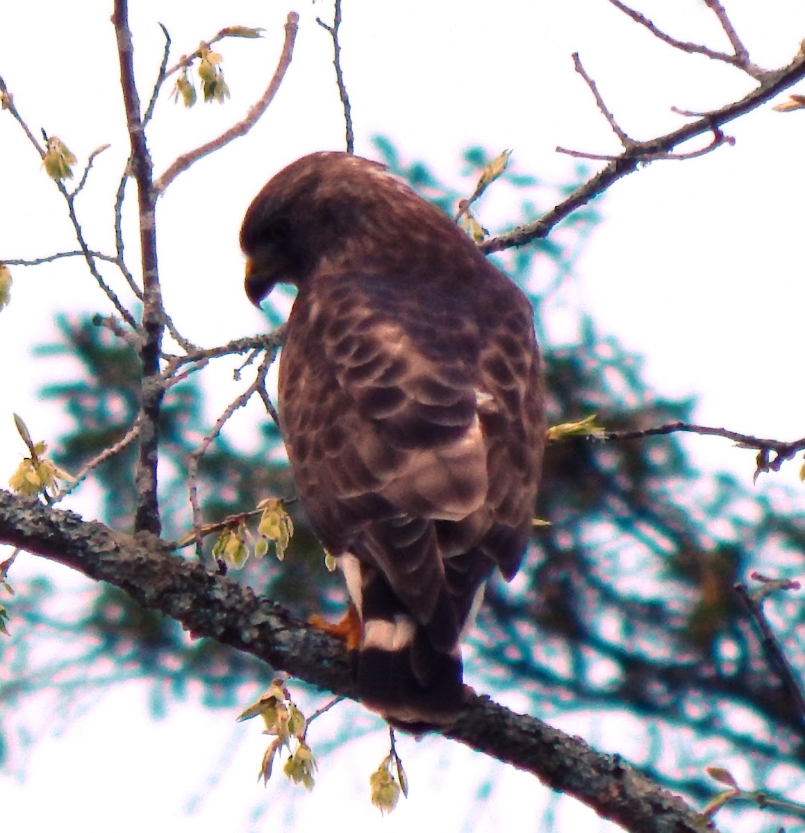 Broad-winged Hawk