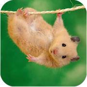 Imagenes Hamster HD  Icon