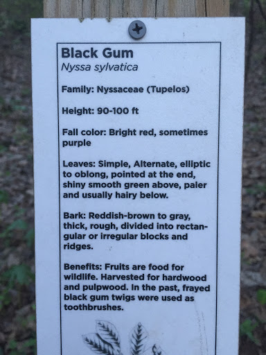 Black Gum