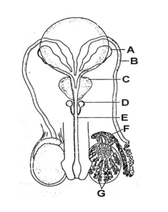 Male reproductive system