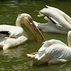 Dalmatian pelican