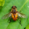 Marmalade hoverfly