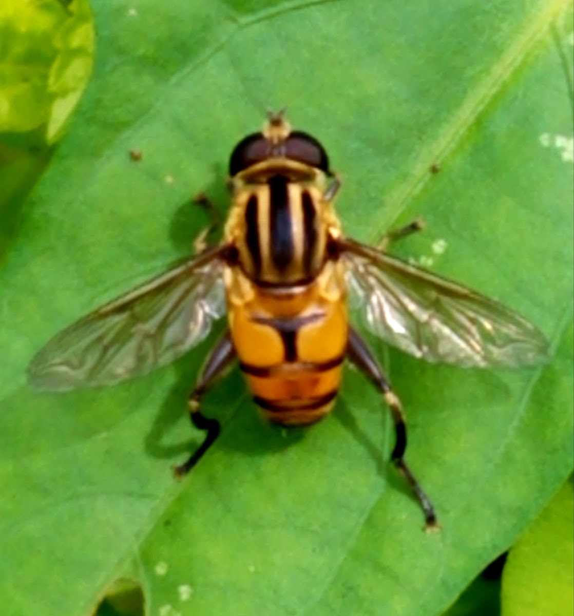 Marmalade hoverfly