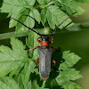 Longhorn Beetle