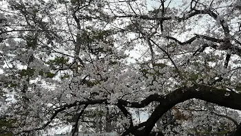 「春の桜」のメインビジュアル