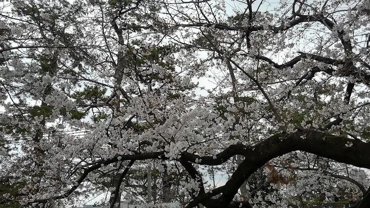 「春の桜」のメインビジュアル