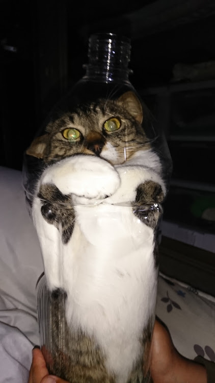 べにおさんが投稿したうちの猫に関するカスタム事例の投稿画像2枚目
