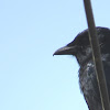 Black Drongo