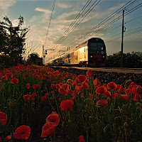 Il treno dei papaveri. di 